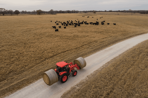 Tractor moving hay past cattle